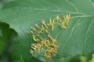 evidence of mites feeding on lemon leaves