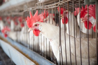 Commercial chicken farms often build up large amounts of excrement.