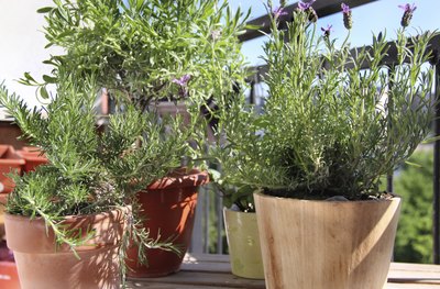 Lavender, rosemary, and tougher herbs grow in pots on a patio.