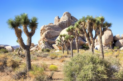 A stand of Joshua trees growing in Joshua Tree National Park, California.