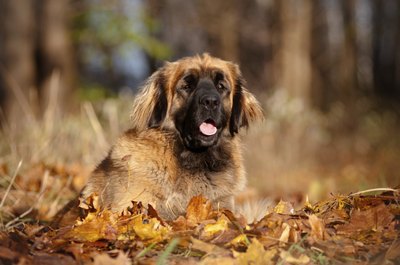 Mastiff with beautiful coat lying in leaves