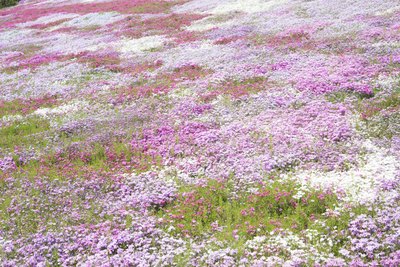 Creeping phlox covers the ground in a field.
