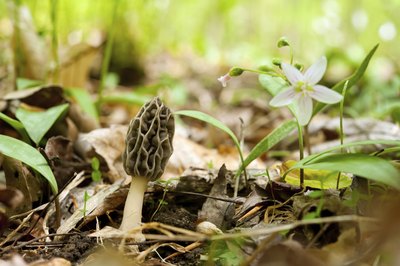 Morels are a popular, edible wild mushroom.