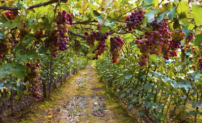 Grapevines in orchard