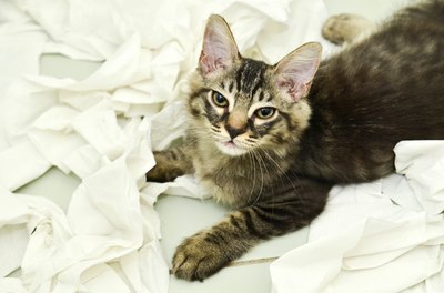 Occasional constipation in cats is common.