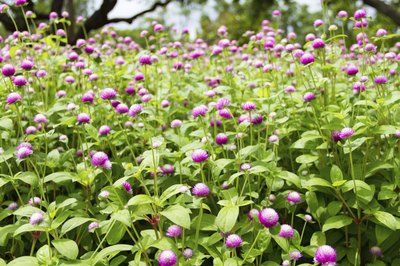 amaranthus flowers and greens