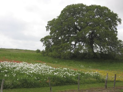 A lacey oak tree at the top of a slope blooming with wildflowers.