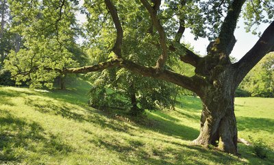 Large oak tree growing in grass field.