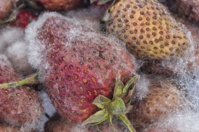 Strawberries with mold spots.
