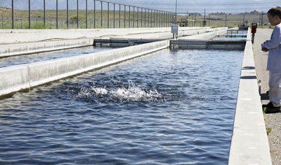 Outdoor raceway for trout fishing