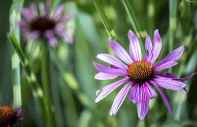 Purple coneflower.