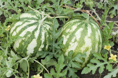 Your full grown melon should way 6 to 10 pounds.