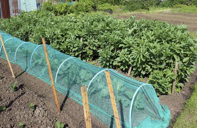 A thin net covering vegetables in a garden.