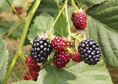 Blackberries growing on a bush.