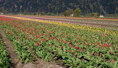 Tulup flower farm in Chilliwack