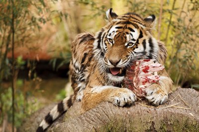 tiger chewing on meat