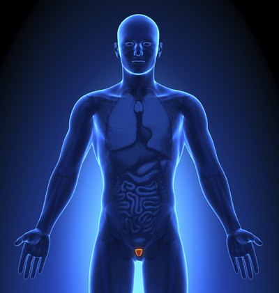 Illustration of male body highlighting the prostate.