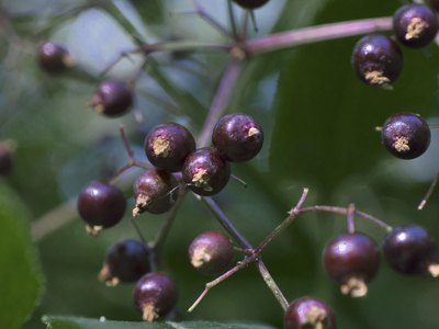 Ripe American elderberries grow from a branch.