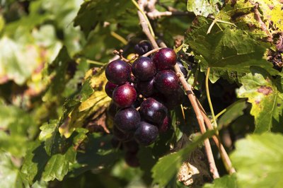 Close-up of muscadine grapes on branch