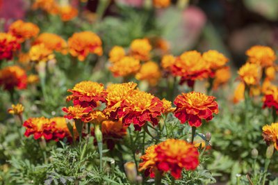 French marigold flowers.