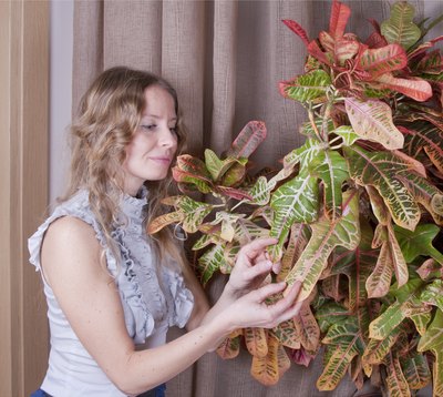 A woman tends to a large indoor croton plant.