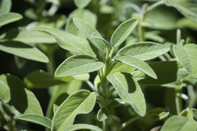 Close-up of growing sage plant.