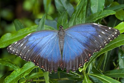 butterflies and other insects make up the bulk of rain forest species