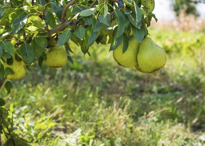 Closeup of fresh pears hanging from a tree branch.
