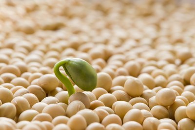 Soy beans contain a high amount of isoflavones, which can strengthen lung cells and help prevent diseases such as lung cancer.