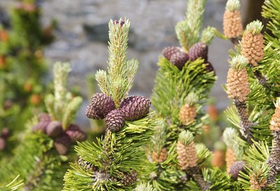 Mugo pine growing in nature.