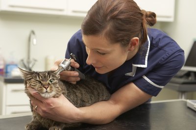 Vet examining a cat