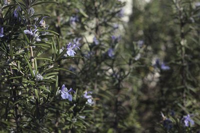 Wild rosemary growing in a forest.