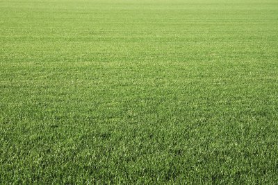 Lush green grass