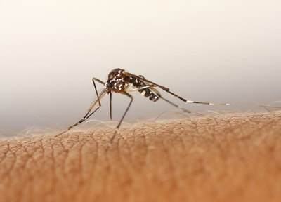 Bear in mind that no repellent is a guarantee against a bite by an infectious mosquito.
