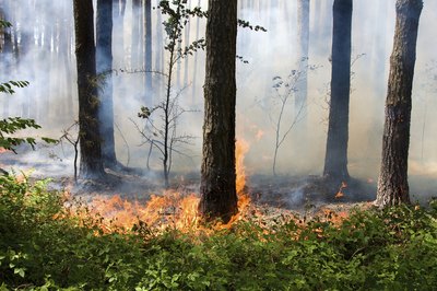 A wildfire burns in a pine forest.
