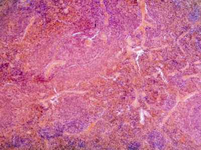 Close up of endocrine system.