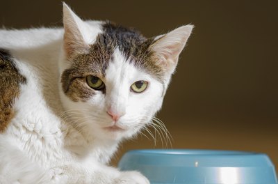 A cat looking up from her food dish.
