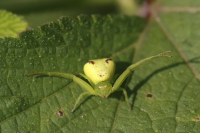crab spider on leaf