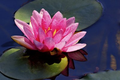 Water lilly