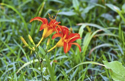 Twin daylilies growing in field