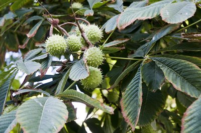 The leaves and seeds of a horse chestnut tree.