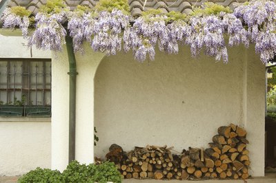 Purple wisteria vines and a firewood pile adorning the exterior of a stucco tudor cottage.