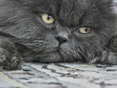 Close up of a Persian cat.