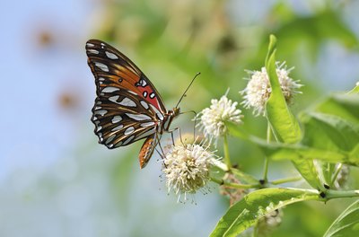 close up of butterfly on common buttonbush