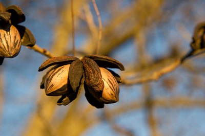 pecans on branch