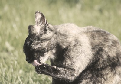 Cats may ingest hair when they groom themselves.