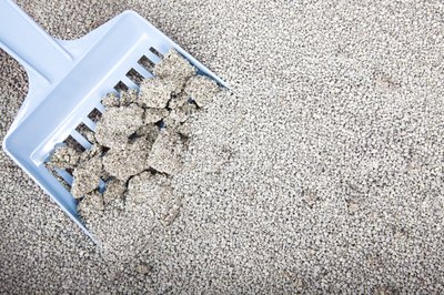 Close-up of a scooper in a cat litter box