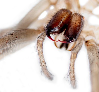 A closeup of spider fangs.