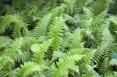 Wild ferns grow in a forest.