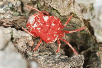 small mite on bark